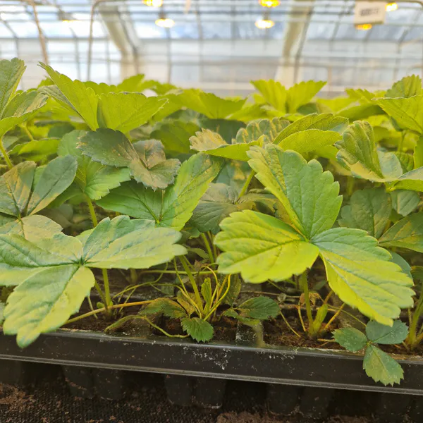 Hovedbilde Jordbær eliteplanter